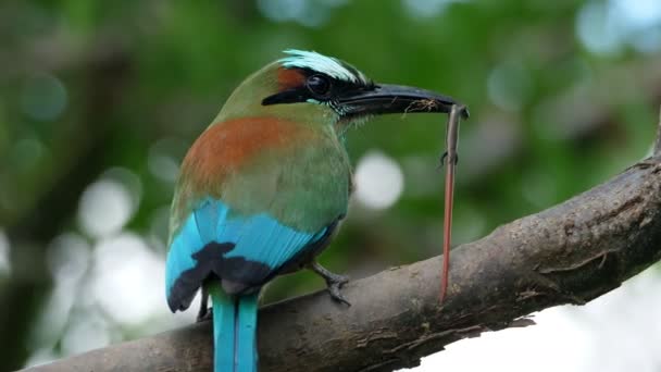 Kleurrijke Motmot Vogel Met Een Hagedis Zijn Snavel Het Bos — Stockvideo