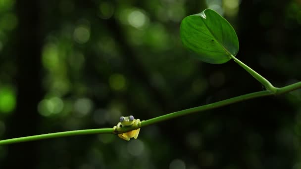 Glasfrosch Seinem Natürlichen Lebensraum Karibischen Wald Wildtiere Gefährdeten Arten Genial — Stockvideo