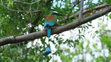 Orman ormanlık gagasında bir kertenkele ile renkli motmot kuş. Motmotlar veya momotidae yakın passerine sipariş coraciiformes, aynı zamanda kingfishers, arı yiyiciler ve silindirler içeren bir kuş ailesidir.