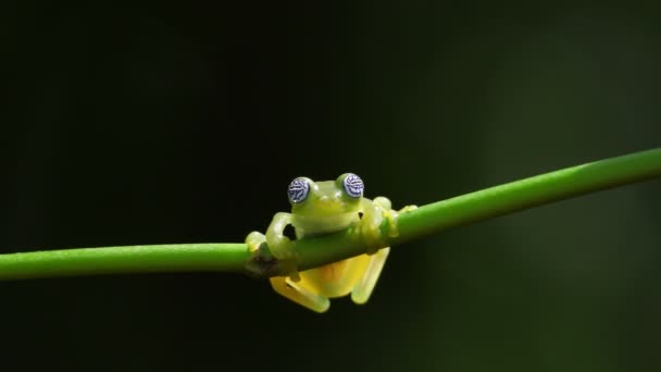 Γυάλινο Βάτραχο Στο Φυσικό Του Περιβάλλον Στο Δάσος Της Καραϊβικής — Αρχείο Βίντεο