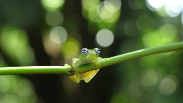 Skleněná Žába Přírodním Prostředí Karibského Lesa Ohrožené Druhy Super Barevná — Stock video