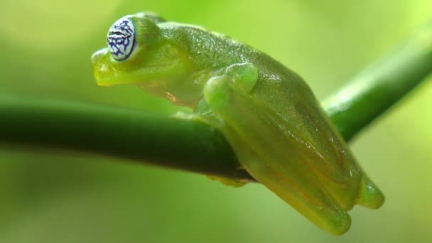 カリブ海の森の自然の生息地でガラスカエル 野生生物は絶滅危惧種 素晴らしいカラフルなカエルのコレクション ガラスのカエルは両生類のカエルであるセントロニダイです この家族の一部のメンバーの腹部の皮膚は透明である — ストック動画