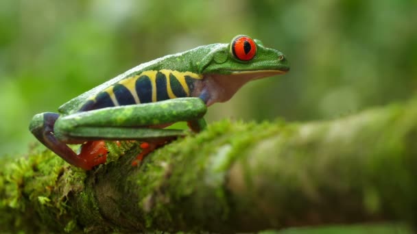 カリブ海の熱帯雨林の自然の生息地で赤い目の木のカエル 野生生物は絶滅危惧種 素晴らしいカラフルなカエルのコレクション 赤目の木のカエルとして知られているアガリヒニスカリドリアは ネオ熱帯雨林に生息する樹木のハイリドです — ストック動画