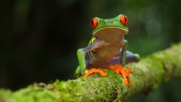 Zrzavá žába v přirozeném prostředí v Karibském deštném lese. Ohrožené druhy. Super barevná sbírka žabek. Agalychnis kaligdryas, známá jako zrzavá Žabka, je arboreální hyvíza v neotropických deštných pralesích.