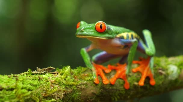 カリブ海の熱帯雨林の自然の生息地で赤い目の木のカエル 野生生物は絶滅危惧種 素晴らしいカラフルなカエルのコレクション 赤目の木のカエルとして知られているアガリヒニスカリドリアは ネオ熱帯雨林に生息する樹木のハイリドです — ストック動画