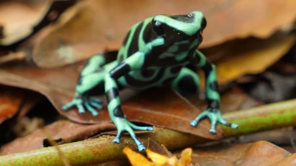 Πράσινο Και Μαύρο Δηλητηριασμένο Βάτραχο Στο Φυσικό Του Περιβάλλον Στην — Αρχείο Βίντεο