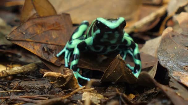 绿色和黑色毒飞镖青蛙在其天然栖息地在加勒比海 被称为绿色和黑色毒箭蛙 是一个明亮的濒危颜色成员订单阿努拉原产于中美洲和南美洲西北部 — 图库视频影像