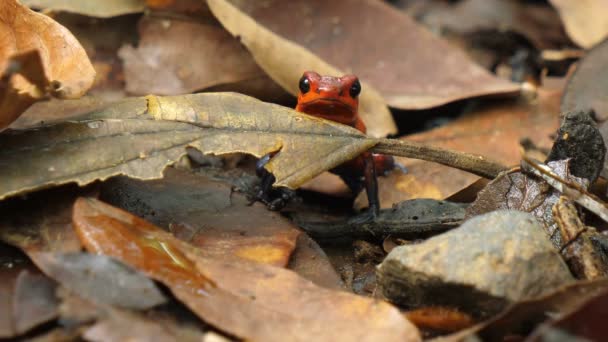 Blue Jeans Veleno Dardo Rana Nel Suo Habitat Naturale Nei — Video Stock