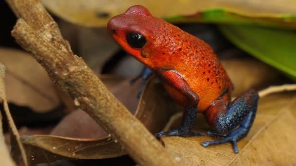 Ядовитая Лягушка Дротик Карибском Лесу Амфибии Известны Дротики Лягушки Потому — стоковое видео