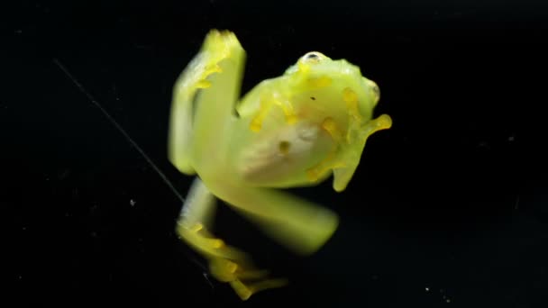 Fleischmann Glass Frog Body Anatomy Bottom View Inglés Hyalinobatrachium Fleischmanni — Vídeo de stock