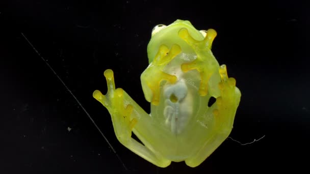 Fleischmann의 개구리 해부학 바닥보기 플라이슈만의 개구리 개구리인 히알리노바트라치움 플라이슈마니는 센트롤리니대 — 비디오