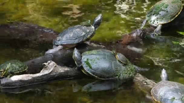 Mořské Želvy Plavající Cenote Mexico Mořské Želvy Někdy Nazývané Mořské — Stock video