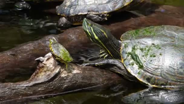 Zeeschildpad Met Zijn Baby Zwemmend Cenote Mexico Zeeschildpadden Ook Wel — Stockvideo