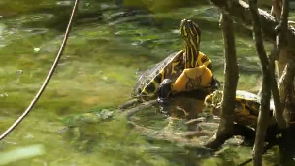 メキシコの中心部に赤ちゃんが泳ぐウミガメメキシコの中心部に生息する海亀と呼ばれることもあります 世界中の素晴らしい野生動物 — ストック動画