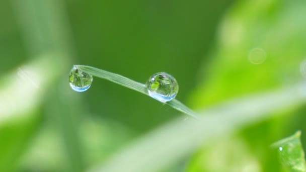 Gotas Rocío Exuberante Vegetación Amanecer Gotas Brillantes Agua Acumuladas Las — Vídeo de stock