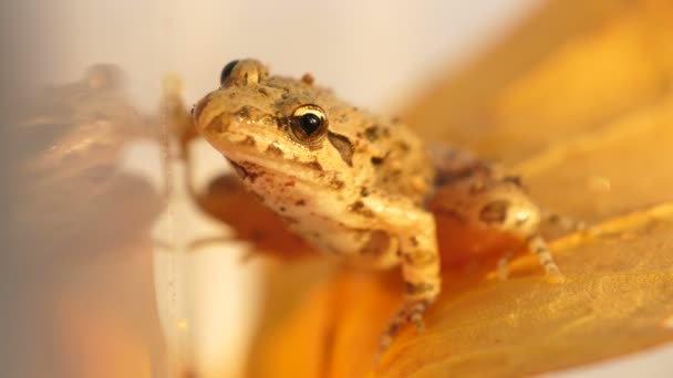 Wildfrosch Seinem Natürlichen Feuchten Lebensraum Ein Frosch Ist Jedes Mitglied — Stockvideo