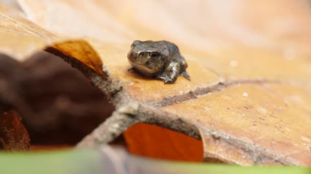 自然の湿った生息地で野生のカエル カエルは 尾のない両生類の多様かつ主に肉食性のグループのいずれかのメンバーで 順序Anuraを構成しています 古代ギリシャ語で尾なし — ストック動画