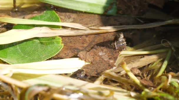野生青蛙在其天然潮湿的栖息地 青蛙是组成Anura Anura 没有尾巴的古希腊没有尾巴的两栖动物中的任何一种 这种动物种类繁多 主要是食肉的 体形矮小 没有尾巴的两栖动物 — 图库视频影像