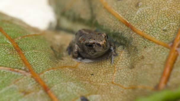 Vahşi Kurbağa Doğal Islak Ortamında Bir Kurbağa Anura Soyunu Oluşturan — Stok video