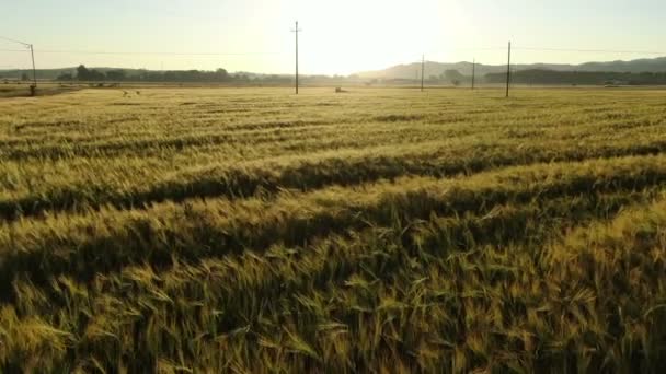 Weizenfeld Frühling Bei Sonnenaufgang Weizenernte Felder Filmmaterial Von Oben Bei — Stockvideo