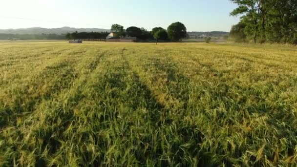 Пшеничное Поле Весной Рассвете Зеленые Поля Летнее Время Воздушные Беспилотники — стоковое видео
