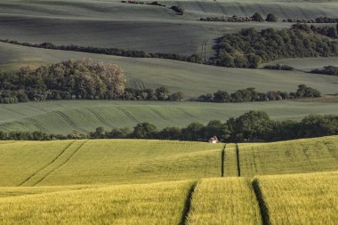 Dalgalı alanları, Güney Moravian, Moravia, South Moravia, Çek Cumhuriyeti