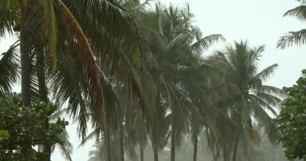Тропічний шторм — стокове відео
