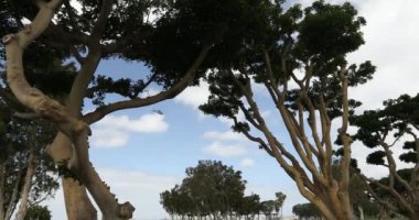 Sandiego, Kaliforniya 'daki Embarcadero Marina Parkı