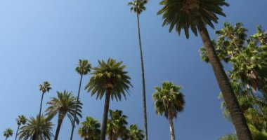 Hollywood California 'da palmiye ağaçları