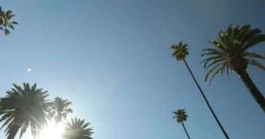 Hollywood California 'nın güneşli caddesinde bir palmiye ağacından aşağı sür.