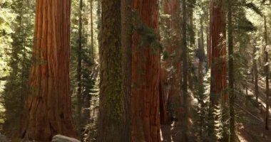 Sequoia Ulusal Parkı, Kaliforniya 'daki dev orman.