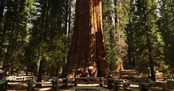 Árvore General Sherman em Sequoia National Park Califórnia EUA — Vídeo de Stock