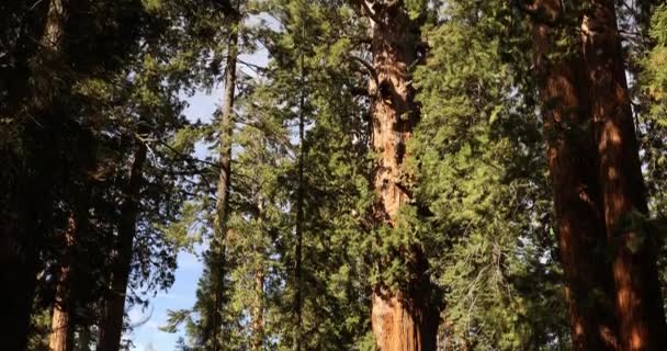 Generał Sherman w Parku Narodowym Sequoia Kalifornia USA — Wideo stockowe