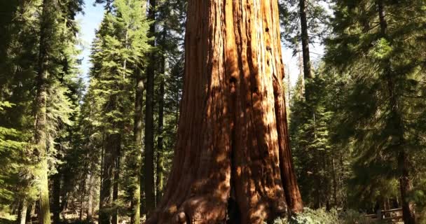 Allmänt Sherman träd i Sequoia National Park Kalifornien USA — Stockvideo