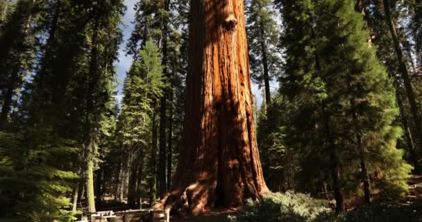 Sequoia Ulusal Parkı, Kaliforniya 'daki General Sherman ağacı — Stok video