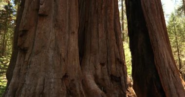 Kings Canyon Ulusal Parkı 'ndaki General Grant Tree yolu ABD