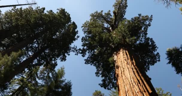 Дерево генерала Шермана в Национальном парке Секвойя Калифорния, США — стоковое видео
