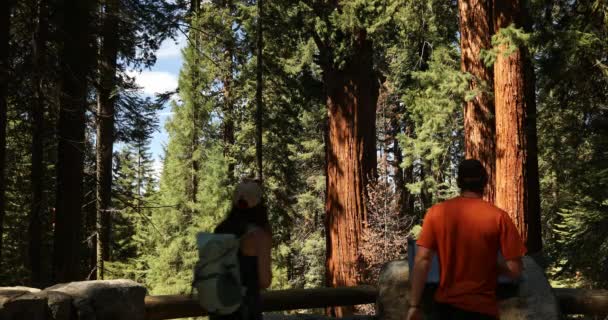 Gigantyczny las w Parku Narodowym Sequoia Kalifornia USA — Wideo stockowe