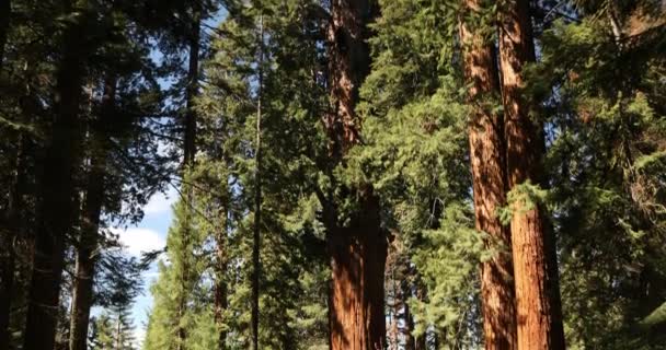 Floresta gigante em Sequoia National Park Califórnia EUA — Vídeo de Stock