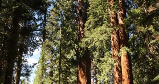 Giant forest in Sequoia National Park California USA — Stock Video