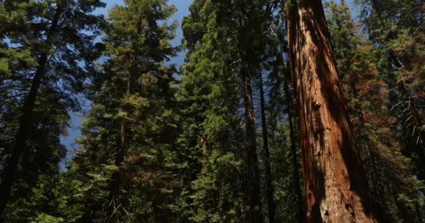 Geral Grant Tree em Kings Canyon National Park Califórnia EUA — Vídeo de Stock