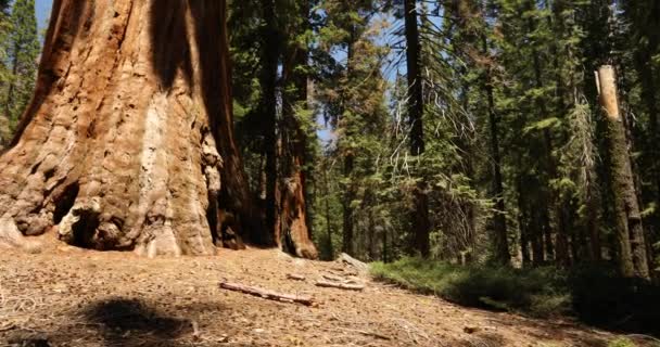 Generał Grant Tree w Parku Narodowym Kings Canyon Kalifornia USA — Wideo stockowe
