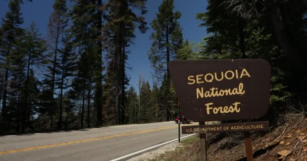 Kaliforniya 'daki Sequoia Ulusal Ormanı — Stok video