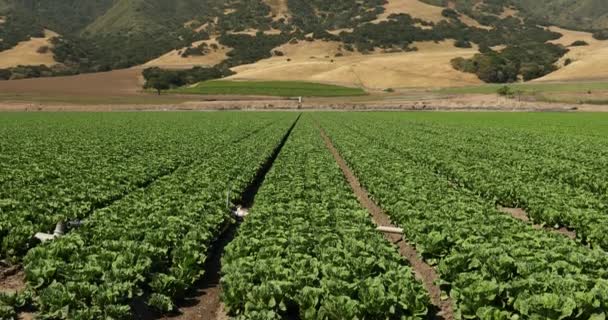 Termékeny mezőgazdasági földterületen termesztett növények — Stock videók