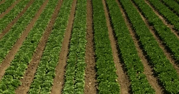 Καλλιέργειες αναπτύσσονται σε γόνιμη γεωργική γη — Αρχείο Βίντεο