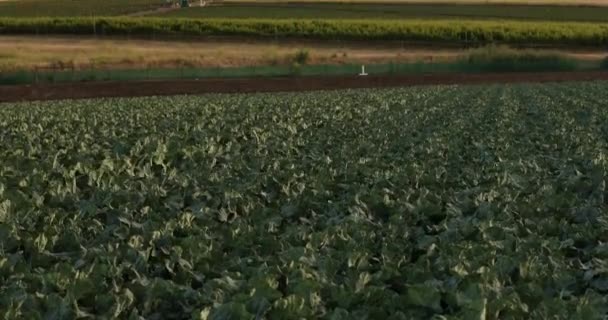 A green row of fresh crops grow on an agricultural farm field in the Salinas — Stock Video