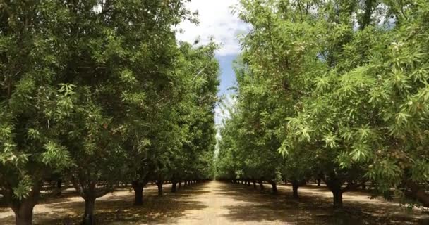 Mandel fruktträdgård i Salinas Valley i Kalifornien USA — Stockvideo