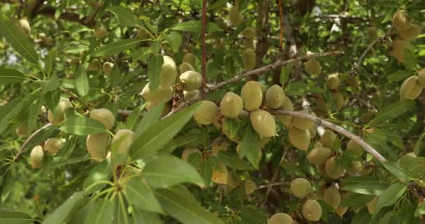 Frutteto di mandorle nella Salinas Valley of California USA — Video Stock