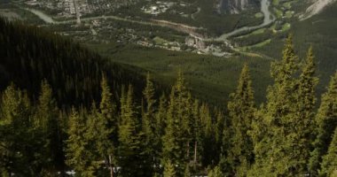 Banff Ulusal Parkı 'nda bir dağ yamacındaki Evergreen ağaçları, Alberta