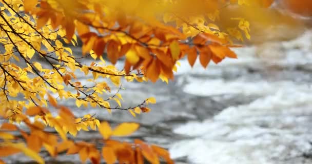 Осіннє листя змінює колір і падає в ліс потоковими поривами струмка — стокове відео